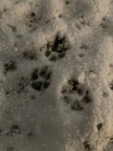 雪積もりましたね~